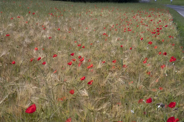 Campo Trigo Com Papoilas — Fotografia de Stock