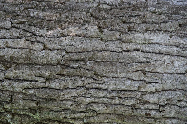 Bir Meşe Ağacının Kabuğunun Dokusu — Stok fotoğraf