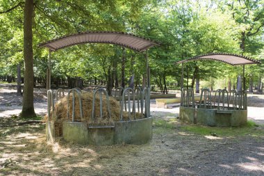 Ormandaki hayvanlar için yiyecek