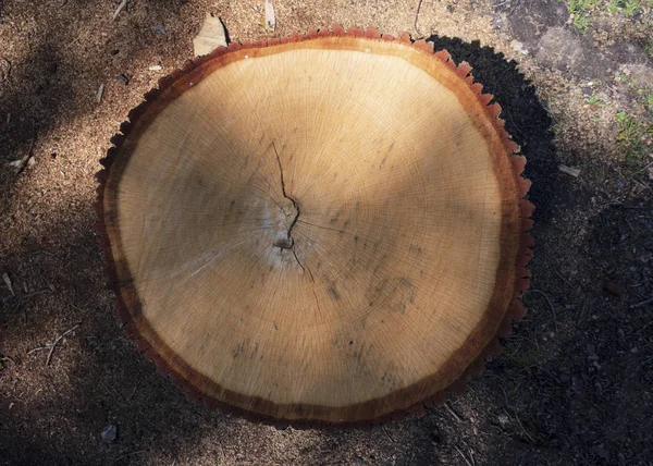 Trozo Árbol Cae Bosque — Foto de Stock