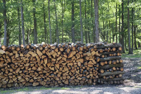 Pile Wood Cut Forest — Stock Photo, Image