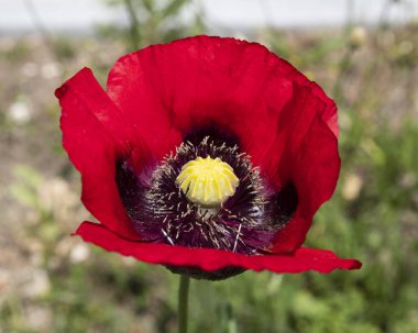 Bahçede haşhaş yakın çekim