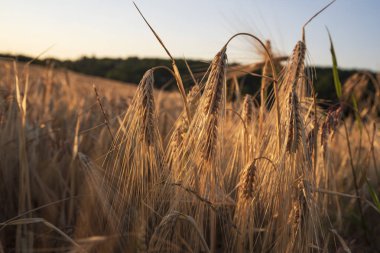Gün batımında bir buğday tarlasında yakın çekim