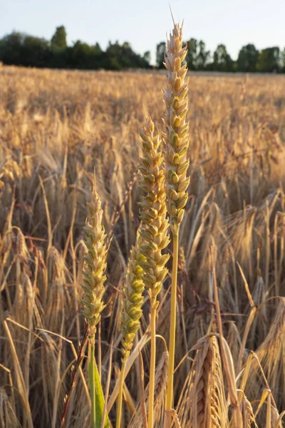 Крупный План Пшеничном Поле Закате — стоковое фото
