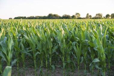 Mısır tarlasında yakın çekim