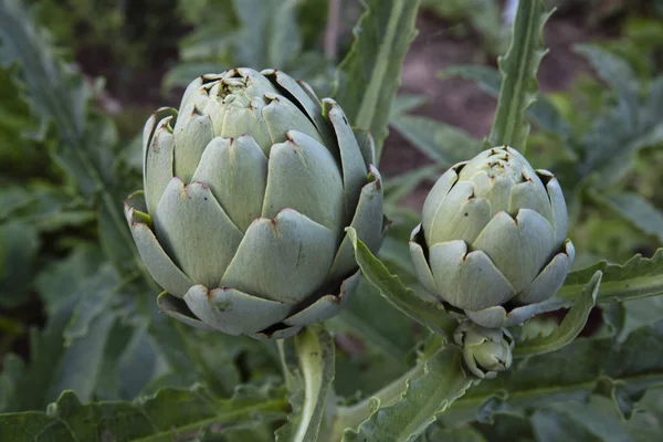 Artichoke Plant Garden — Stock Photo, Image