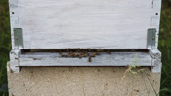 白色木制蜂巢在自然界 — 图库照片