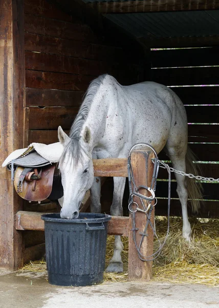 A white horse in his box