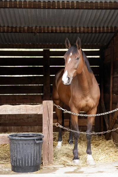 A brown horse in his box