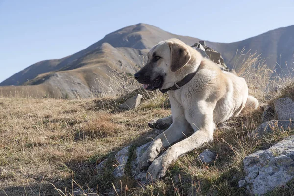 Retrato Perro Pastor Las Montañas Francia — Foto de Stock