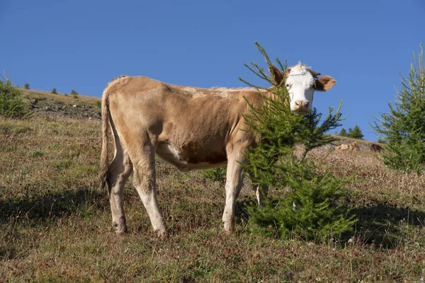 Cow Free Mountains France — Stock Photo, Image