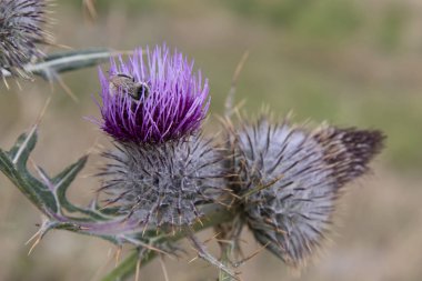 Dağlarda bir devedikeni çiçek yakın çekim