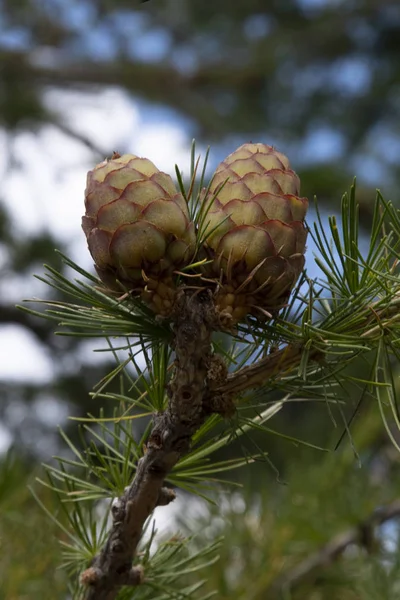 Dennenboom Met Dennenappels — Stockfoto