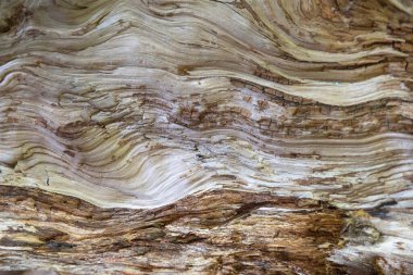 Eski bir ağaç gövdesine yakın çekim