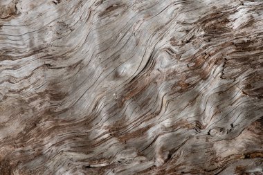 Eski bir ağaç gövdesine yakın çekim