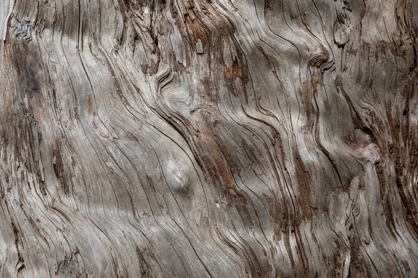 Primer Plano Tronco Árbol Viejo —  Fotos de Stock