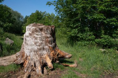 Ormandaki yaşlı ağaç kütüğü