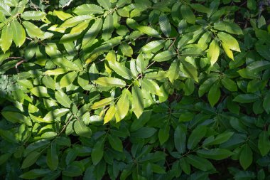 Güneşli ormanlarda ağaç yaprağı dokusu