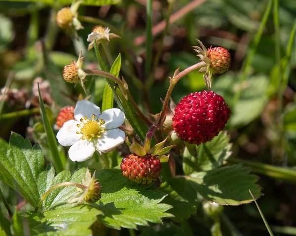 Wild Wild Strawberry White Flower — Stock Photo, Image