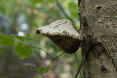 Ormandaki bir ağacın gövdesindeki mantarın yakın çekimi.