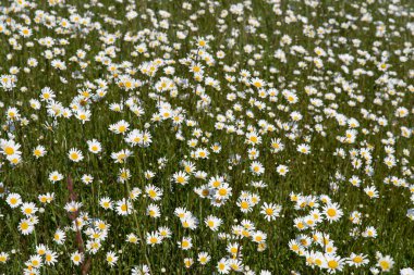 Daisy Fields. Yaban çiçeği dokusu