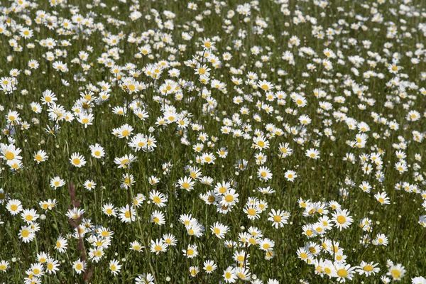Daisy Fields Wildflower Texture — Stock Photo, Image
