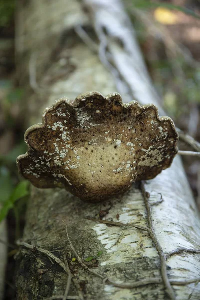 森林里一棵树树干上的蘑菇的特写 — 图库照片