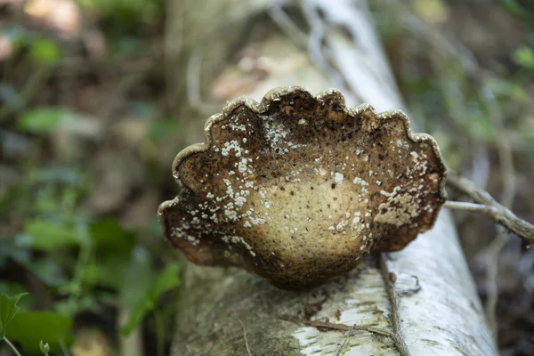 Großaufnahme Eines Pilzes Stamm Eines Baumes Wald — Stockfoto