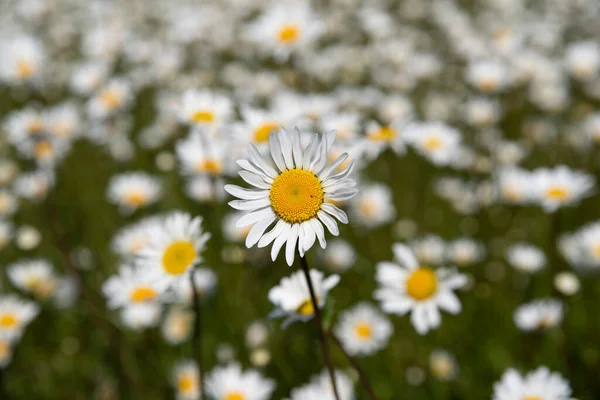 Daisy Fields Yaban Çiçeği Dokusu — Stok fotoğraf