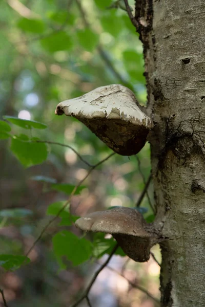 Großaufnahme Eines Pilzes Stamm Eines Baumes Wald — Stockfoto