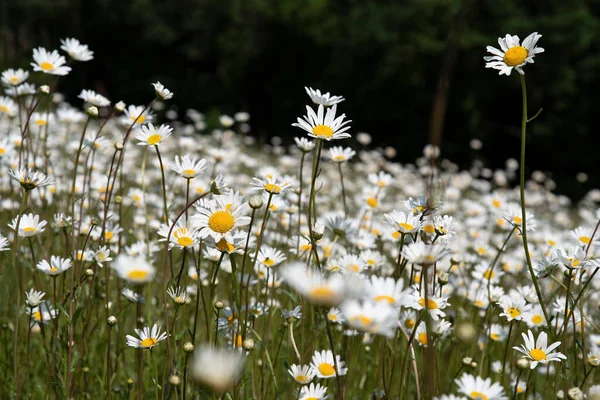 Daisy Fields Yaban Çiçeği Dokusu — Stok fotoğraf