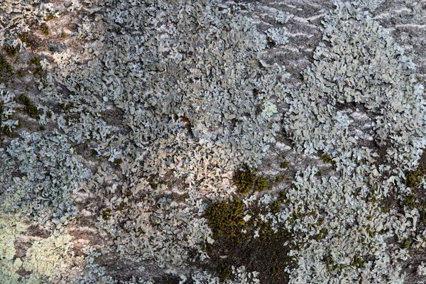 Texture Lichen Sur Tronc Arbre — Photo