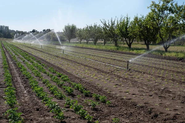 Campo Cultivado Regado Verano Campo —  Fotos de Stock