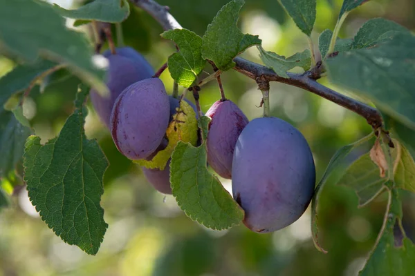 Nahaufnahme Von Roten Pflaumen Einem Baum — Stockfoto