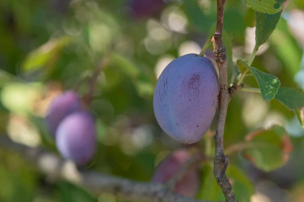 Primer Plano Ciruelas Rojas Árbol — Foto de Stock