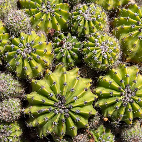 Textura Cactus Verde Con Espinas —  Fotos de Stock