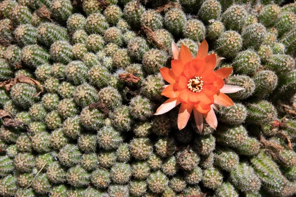 Cactus Verde Con Espinas Una Flor Roja — Foto de Stock
