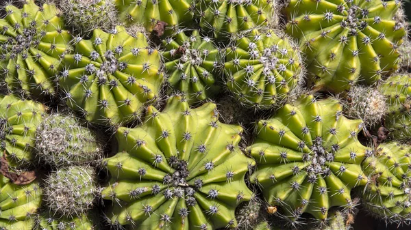 Zöld Kaktusz Textúra Tövisekkel — Stock Fotó
