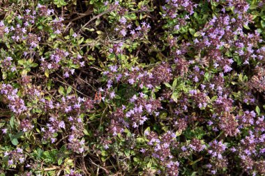 Mor çiçekli ekili yabani kekik dokusu