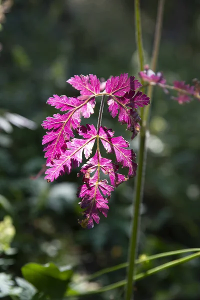 Close Plant Red Leaves Forest — Stock Photo, Image