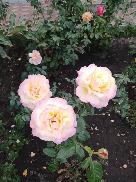 Lokum renginde narin bir gül.