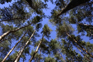 pine tree tops against a blue sky