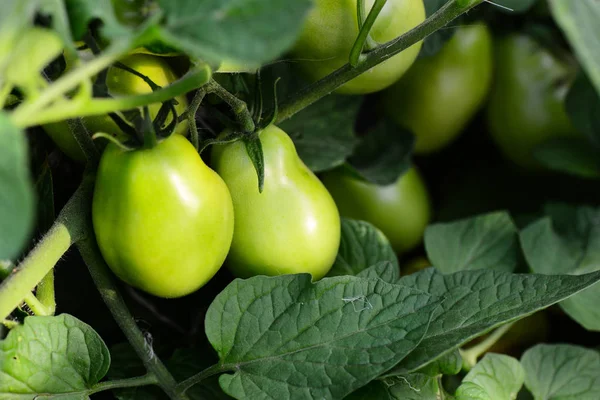 Green tomatoes growing in the garden. Food and agriculture. Growing tomato vegetables. Closeup. Basic planting. Vegetable growing