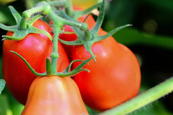 Ripe red tomatoes in the garden. Vegetable growing. Harvesting tomato plants. Closeup. Basic planting. Vegetable growing