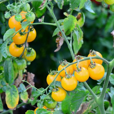 Yellow cherry tomatoes growing in raised bed vertically in natural conditions. Sprigs with homegrown cherry tomatoes. Yellow ripe cherry tomatoes growing vertical in the garden. Cherry tomato plants background. Home gardening. Organic produce photo