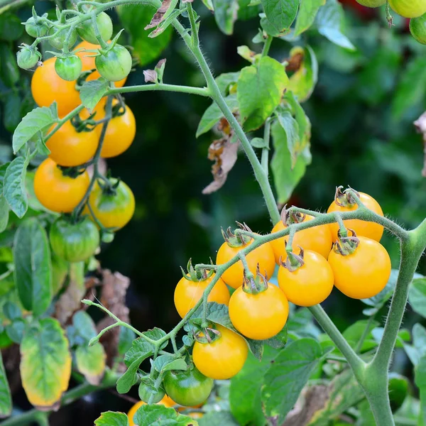 Yellow cherry tomatoes growing in natural conditions. Sprigs with cherry tomatoes. Yellow ripe cherry tomatoes growing in the garden. Plants background