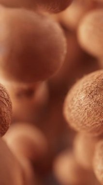 Bir grup hindistan cevizi animasyonu. Birçok hindistan cevizi uzayda yavaşça döner. Dikey kompozisyon. Defoktus. Yakın plan..