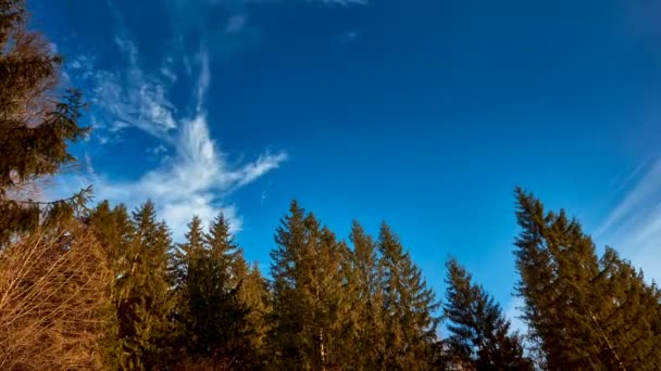 Os topos de altas árvores de montanha e um céu azul com nuvens . — Vídeo de Stock