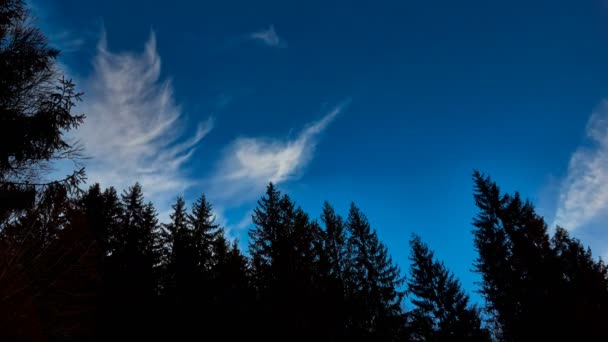 De toppen van hoge berg bomen en een blauwe lucht met wolken. — Stockvideo
