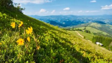 Yüksek dağ ağaçlarının tepeleri ve bulutlu mavi bir gökyüzü.